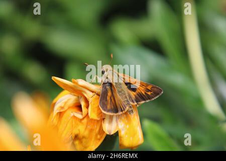 Kleiner Schmetterling Stockfoto