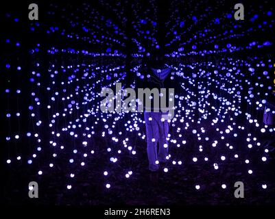 Berlin, Deutschland. November 2021. Bei der Eröffnung von „Christmas in the Zoo“ läuft ein Mann zwischen zahlreichen Lichterketten. Quelle: Paul Zinken/dpa/Alamy Live News Stockfoto