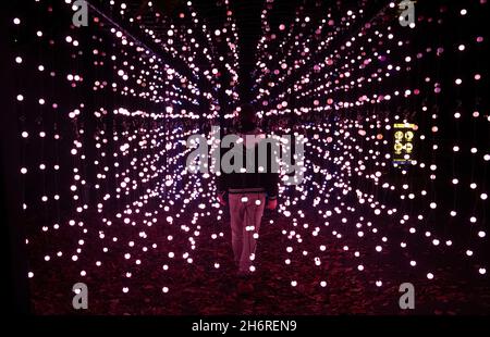Berlin, Deutschland. November 2021. Bei der Eröffnung von „Christmas in the Zoo“ läuft ein Mann zwischen zahlreichen Lichterketten. Quelle: Paul Zinken/dpa/Alamy Live News Stockfoto
