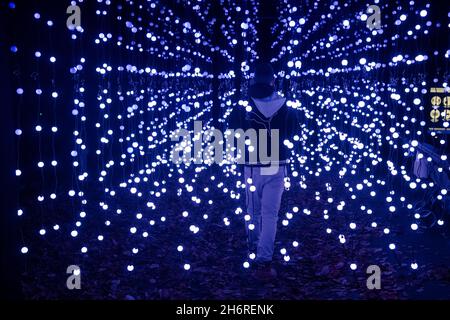 Berlin, Deutschland. November 2021. Bei der Eröffnung von „Christmas in the Zoo“ läuft ein Mann zwischen zahlreichen Lichterketten. Quelle: Paul Zinken/dpa/Alamy Live News Stockfoto