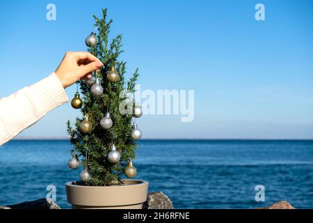 Kleiner chinesischer Baum, geschmückt mit Weihnachtskugeln auf Granitsteinen am Meer. Juniperus chinensis stricta. Speicherplatz kopieren Stockfoto