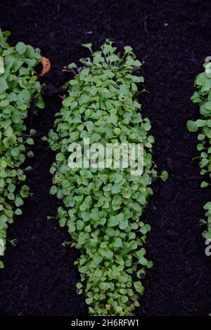 Winter Purslane Sämlinge. Stockfoto