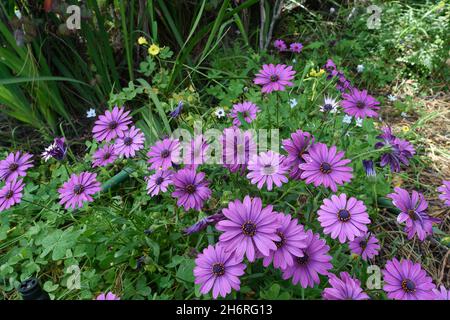 Frühling Blumen in San Diego, Kalifornien Stockfoto