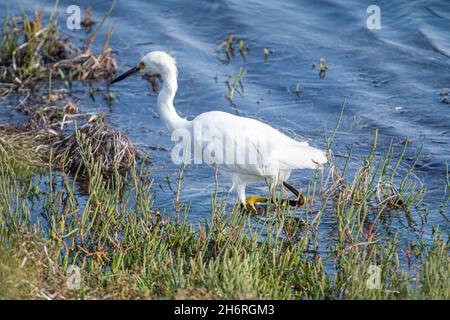 Schneegreiher jagt nahe der Küste in der Nähe von Mission Bay in San Diego, Kalifornien Stockfoto