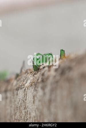 Wandplatte mit gebrochenem Glas bedeckt. Scharfe Stücke auf Mörtel eingelegt Stockfoto