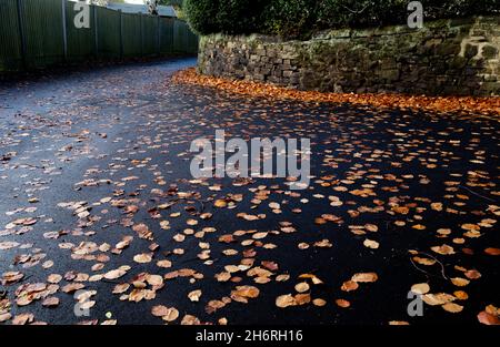 Herbstliche Blätter auf einem nassen Fußweg. Stockfoto