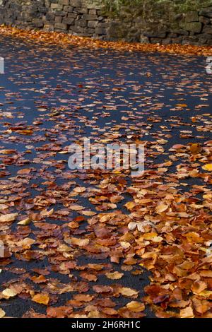 Herbstliche Blätter auf einem nassen Fußweg. Stockfoto