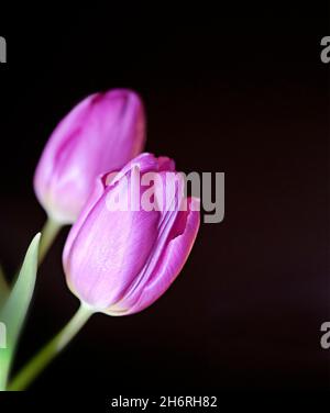 Zwei wunderschöne violette Tulpen auf einem dunklen Hintergrund Stockfoto