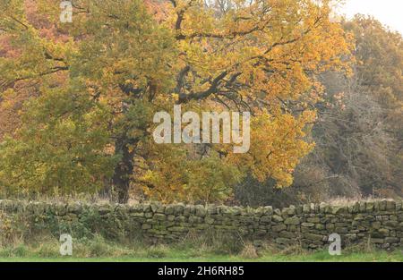 Eine alte englische Eiche, die Herbstfarben hinter einer Trockensteinmauer in Baildon, Yorkshire, England zeigt. Stockfoto
