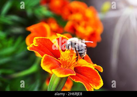 Eine Biene sammelt Pollen und Nektar auf einer Blume. Stockfoto