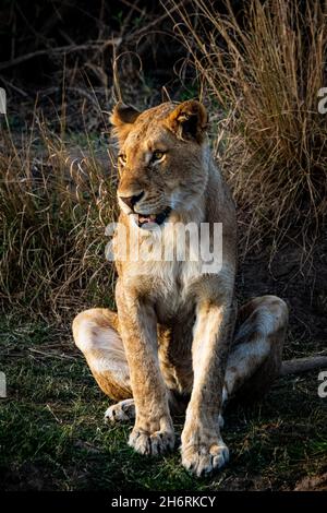 Eine Löwin, Panthera leo, sitzt und schaut aus dem Rahmen Stockfoto
