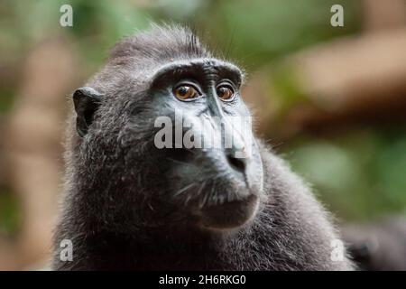 Nahaufnahme des Crested Black Macaque mit witzigem Gesichtsausdruck, Tangkoko National Park, Indonesien Stockfoto