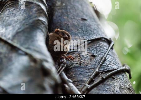 Winziger spektraler Tarsier auf dem Baum, Tangkoko-Nationalpark, Indonesien Stockfoto