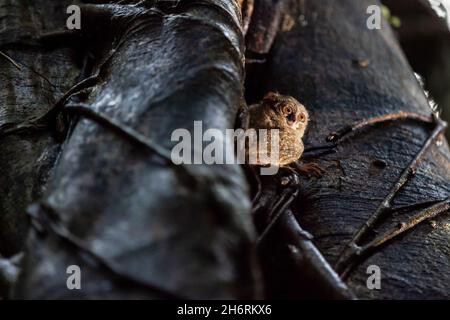 Spectral Tarsier sitzt auf dem Baum, Tangkoko Nationalpark, Indonesien Stockfoto