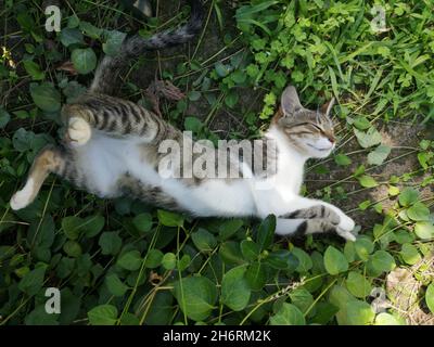 Draufsicht auf eine entzückende gestreifte Katze, die auf dem Boden mit grünen Pflanzen bedeckt liegt Stockfoto