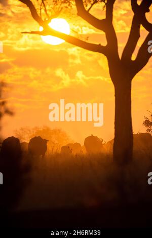 Eine Büffelherde, Syncerus Caffer, geht in den Sonnenuntergang, silhouettiert Stockfoto