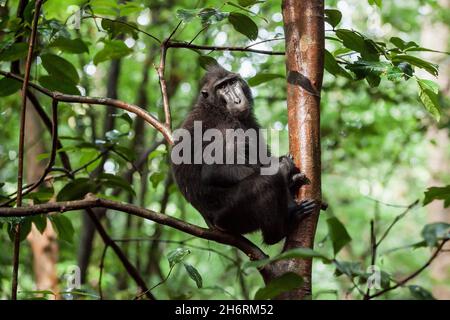 Der Crested Macaque von Coobes sitzt auf dem Baumzweig über dem Boden, dem Tangkoko-Nationalpark, Indonesien Stockfoto