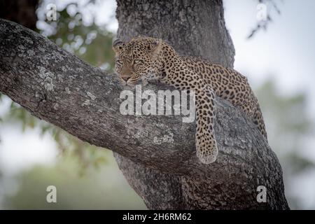 Ein Leopard, Panthera pardus, liegt auf einem Ast, der aus dem Rahmen schaut Stockfoto