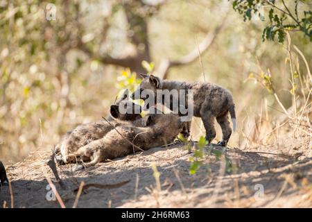 Wilde Hundewelpen, Lycaon pictus, spielen in der Nähe ihrer Höhle Stockfoto