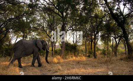 Der afrikanische Elefant, loxodonta africana, wandert durch Bäume Stockfoto