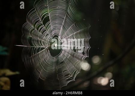 Perfektes Spinnennetz im Dschungel der Insel Sulawesi, Indonesien Stockfoto