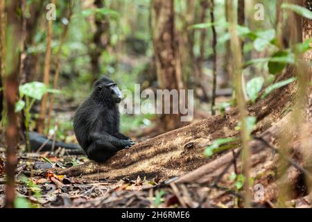 Der Haubenmakak von Stelzen sitzt auf der großen Wurzel des Baumes, dem Tangkoko-Nationalpark, Indonesien Stockfoto