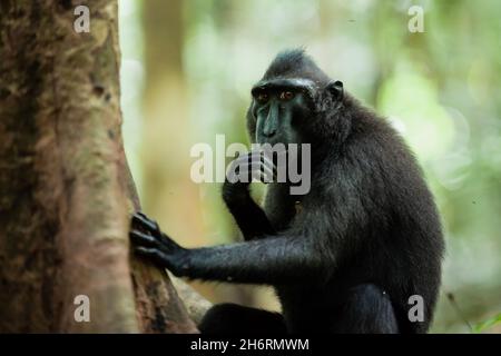 Neugierig aussehender Haubenmakak von Cebes, Tangkoko-Nationalpark, Indonesien Stockfoto