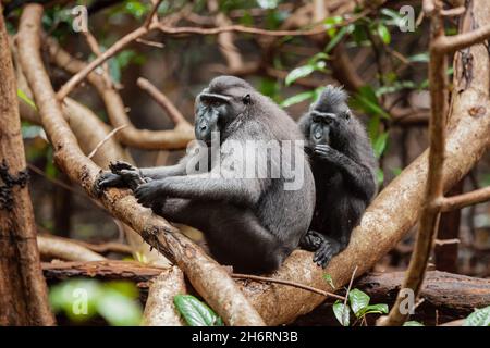 Zwei Makkabäken von den Kerkeleien der beiden, Tangkoko National Park, Indonesien Stockfoto