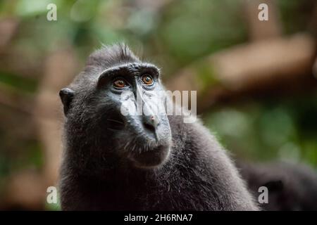 Haubenschwarzer Makak schaut nach oben, Tangkoko-Nationalpark, Indonesien Stockfoto