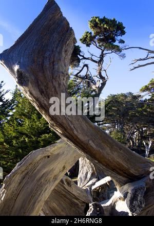 Ghost Tree am Pescadero Point Stockfoto