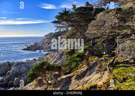 Shoreline von Lone Cypress Stockfoto