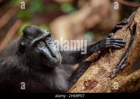Crested Black Macaque in seinem tropischen Waldhabitat, Tangkoko National Park, Indonesien Stockfoto