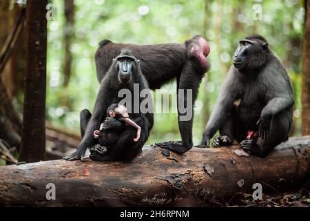Eine Gruppe von Crested Black Macaques, die eine Freizeit im Dschungel der Insel Sulawesi, Indonesien, haben Stockfoto