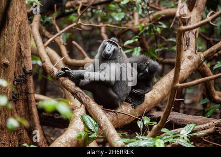 Der Tangkoko-Nationalpark, Indonesien Stockfoto