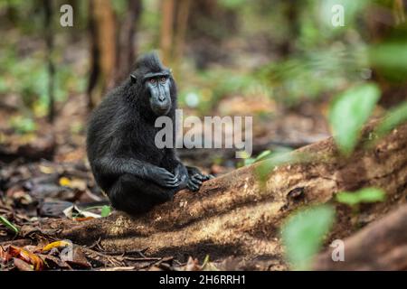 Crested Black Macaque mit nachdenklicher Gesichtsausdruck sitzt auf der Baumwurzel, Tangkoko National Park, Indonesien Stockfoto