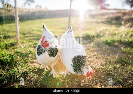 Zwei Helle Sussex-Hühner, die auf dem Bauernhof frei herumlaufen Stockfoto