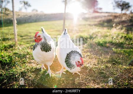 Zwei Helle Sussex-Hühner, die auf dem Bauernhof frei herumlaufen Stockfoto