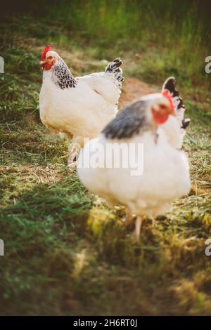 Zwei Helle Sussex-Hühner, die auf dem Bauernhof frei herumlaufen Stockfoto