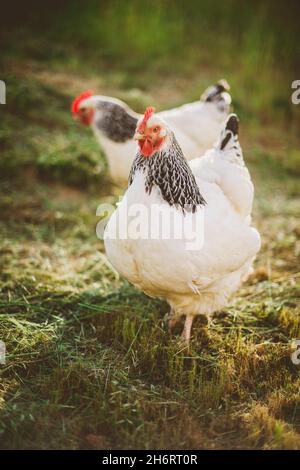 Zwei Helle Sussex-Hühner, die auf dem Bauernhof frei herumlaufen Stockfoto