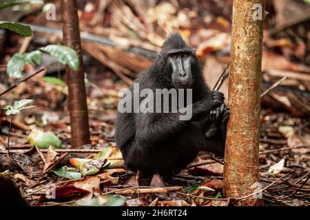 Im Tangkoko-Nationalpark, Indonesien, liegt der Haubenmakak von Sulawesi im Laub Stockfoto