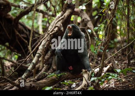 Ein erwachsener Makakenmakak aus dem Kieferkaktus, Tangkoko-Nationalpark, Indonesien, zeigt seine Zähne Stockfoto