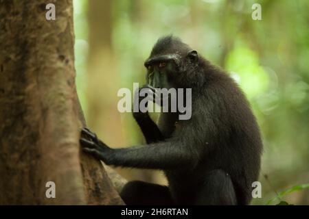 Ein macaca nigra schaut verdächtig auf den Fotografen, Indonesien. Stockfoto