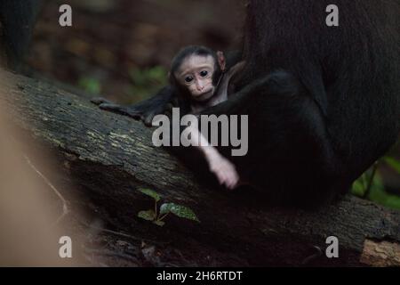 Baby macaca nigra schaut auf die Kamera Stockfoto