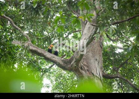 Ein Paar Hornvögel sitzt auf dem großen Baum des Dschungels von Sulawesi Stockfoto