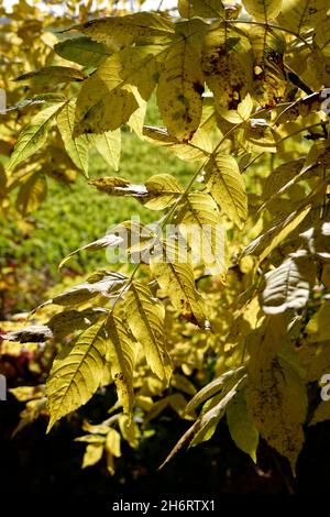 Gemeine Esche, Gewöhnliche Esche oder hohe Esche (Fraxinus excelsior) - herbstlich gelb gefärbtes Blatt im Gegenlicht Stockfoto