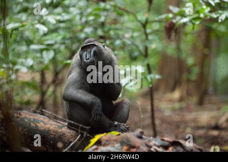 Gefährdeter macaca nigra schaut auf die Kamera Stockfoto