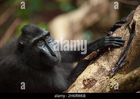 Der neugierige macaca nigra schaut weg Stockfoto