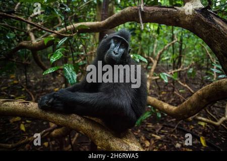 Black macaca sitzt auf dem Baum im Dschungel Indonesiens Stockfoto