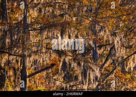 Zypressen säumen die Ufer des Tensaw River im historischen Blakeley State Park in der Nähe des Spanish Fort, Alabama. Stockfoto