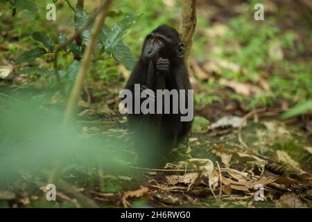 Ein süßer ängstlicher macaca sitzt auf dem Baumzweig im Regenwald Stockfoto